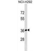 WB analysis of NCI-H292 cell line lysates (35 µg/lane), using RPIA Antibody.