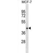 HAUS Augmin Like Complex Subunit 7 (HAUS7) Antibody