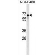 Syntrophin Beta 1 (SNTB1) Antibody