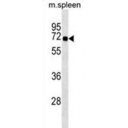 Syntrophin Beta 1 (SNTB1) Antibody