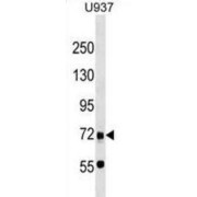 Cyclin-D-Binding Myb-Like Transcription Factor 1 (DMTF1) Antibody