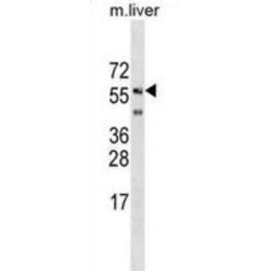 Leucine-Rich Repeat Protein SHOC-2 (SHOC2) Antibody