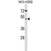 SDS3 Homolog, SIN3A Corepressor Complex Component (SUDS3) Antibody