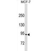 Engulfment And Cell Motility 3 (ELMO3) Antibody