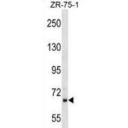 Peptidylprolyl Isomerase Domain and WD Repeat-Containing Protein 1 (PPWD1) Antibody