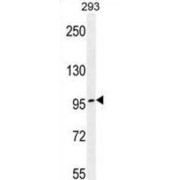 Transcription Elongation Regulator 1 (TCERG1) Antibody