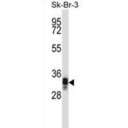 UBX Domain-Containing Protein 10 (UBXN10) Antibody