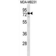 SLFN12 Antibody