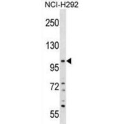 Western blot analysis of NCI-H292 cell lysates (35 µg per lane) using Pleckstrin Homology Domain-Containing Family A Member 6 (PLEKHA6) Antibody.