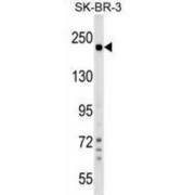 Shroom Family Member 2 (SHROOM2) Antibody