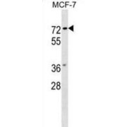 Protein Notum Homolog (NOTUM) Antibody