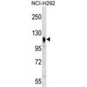 Prominin-2 (PROM2) Antibody