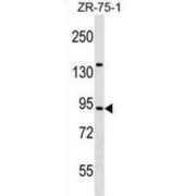 TRAF3 Interacting Protein 1 (TRAF3IP1) Antibody