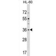 Centromere Protein O (CENPO) Antibody