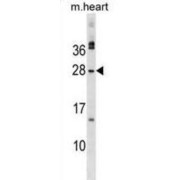 Musculin (MSC) Antibody