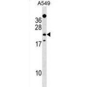 Swiprosin 2 (EFHD1) Antibody