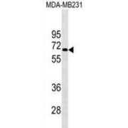 Potassium Voltage-Gated Channel Subfamily F Member 1 (KCNF1) Antibody