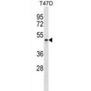 Apolipoprotein B mRNA Editing Enzyme Catalytic Polypeptide Like 4 (APOBEC4) Antibody