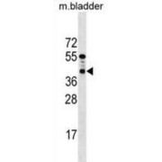 Protein Phosphatase PTC7 Homolog (PPTC7) Antibody