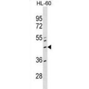 Zinc Finger Protein 589 (ZNF589) Antibody