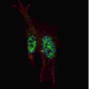 Signal Transducer And Activator of Transcription 3 (STAT3) Antibody