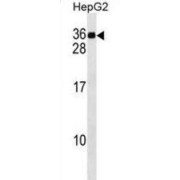 Meiotic Nuclear Divisions 1 (MND1) Antibody