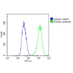 Dentin Sialophosphoprotein (DSPP) Antibody