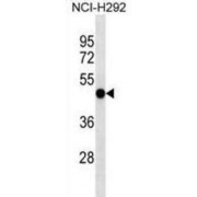 Eukaryotic Translation Initiation Factor 2 Subunit 3 (EIF2S3) Antibody