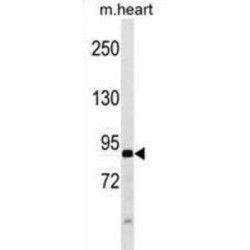 Autophagy Related 9A (ATG9A) Antibody