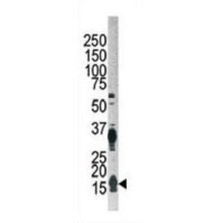 Ubiquitin-Like Protein ATG12 (ATG12) Antibody