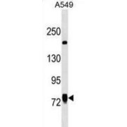 Protein Lines Homolog 1 (LINS1) Antibody
