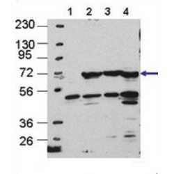 Autophagy-Related Protein 16-1 (ATG16L) Antibody