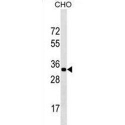 Coiled-Coil Domain-Containing Protein 75 (CCDC75) Antibody