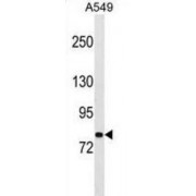 Protocadherin Alpha-1 (PCDHA1) Antibody