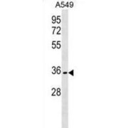 Olfactory Receptor Family 51 Subfamily B Member 6 (OR51B6) Antibody