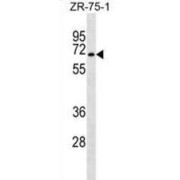 SGK071 Antibody