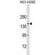 Collagen Type XX Alpha 1 (COL20A1) Antibody