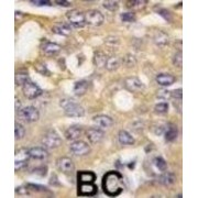 Activating Molecule In BECN1-Regulated Autophagy Protein 1 (AMBRA1) Antibody