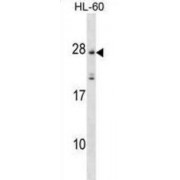 Membrane-Spanning 4-Domains Subfamily A Member 5 (MS4A5) Antibody