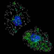 Lysosomal Associated Membrane Protein 3 (LAMP3) Antibody