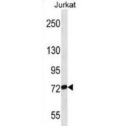 RNA Polymerase II Associated Protein 3 (RPAP3) Antibody