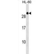 Transcription Elongation Factor A Protein-Like 2 (TCEAL2) Antibody