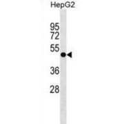 Pleckstrin Homology Domain Containing A8 (PLEKHA8) Antibody