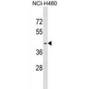 Olfactory Receptor 2A4 (OR2A4) Antibody