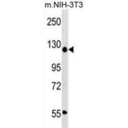 Activity Dependent Neuroprotector Protein (ADNP) Antibody