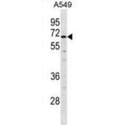 Tubby-Related Protein 2 (TULP2) Antibody