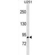 Oxysterol Binding Protein Like 10 (OSBPL10) Antibody