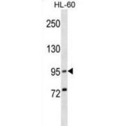 Xenotropic And Polytropic Retrovirus Receptor 1 Homolog (XPR1) Antibody