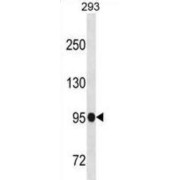 Scm-Like With Four MBT Domains Protein 1 (SFMBT1) Antibody