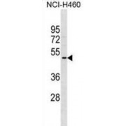 Olfactory Receptor 2A5 (OR2A5) Antibody